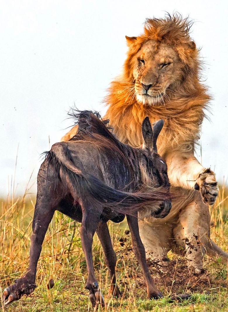 Фотография: Драматические кадры охоты льва на гну №4 - BigPicture.ru