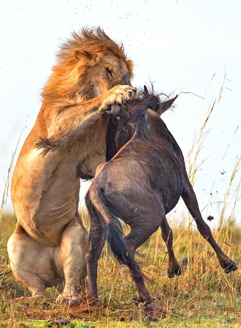 Фотография: Драматические кадры охоты льва на гну №5 - BigPicture.ru