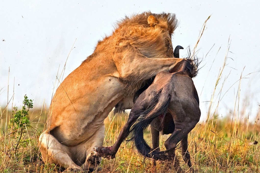 Фотография: Драматические кадры охоты льва на гну №6 - BigPicture.ru