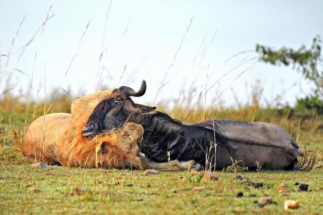 Фотография: Драматические кадры охоты льва на гну №9 - BigPicture.ru