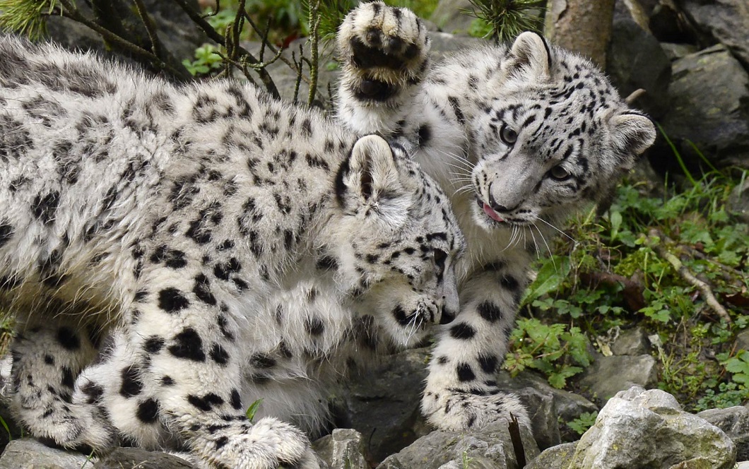 Фотография: Детеныши леопарда и другие лучшие фото животных со всего мира за неделю №2 - BigPicture.ru