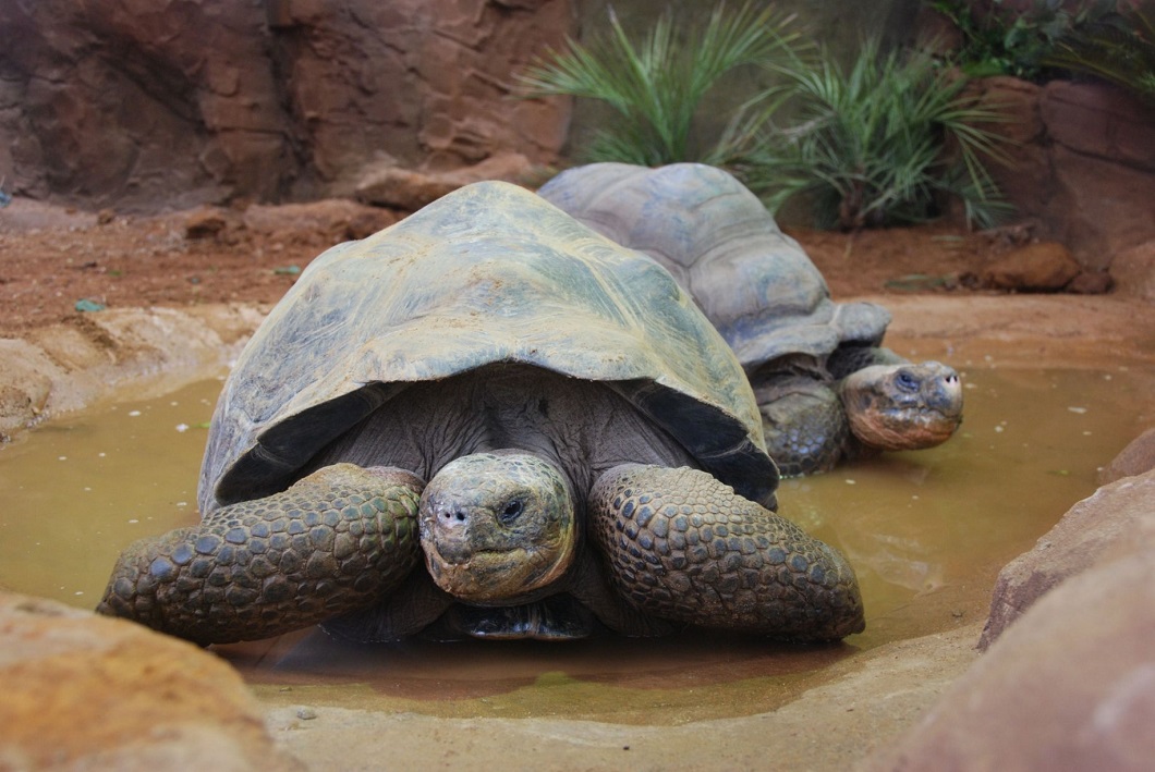 Фотография: Галапагосские черепахи и другие лучшие фото животных со всего мира за неделю №3 - BigPicture.ru