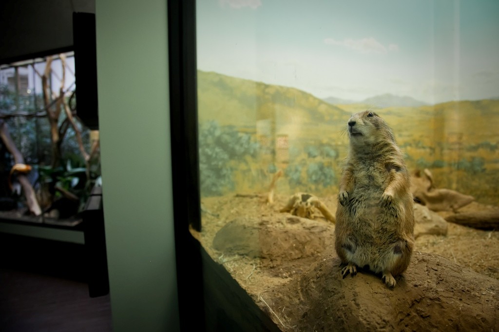 Фотография: Настоящая жизнь зверей в зоопарках №7 - BigPicture.ru