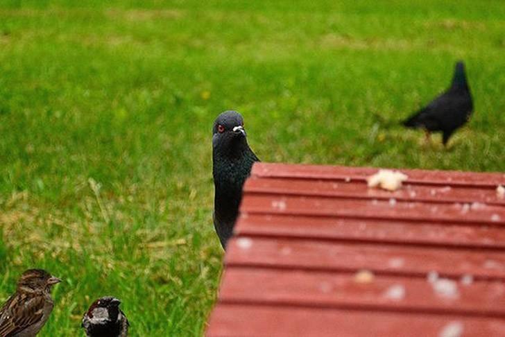Фотография: Смешная мини-история о голубе, который 