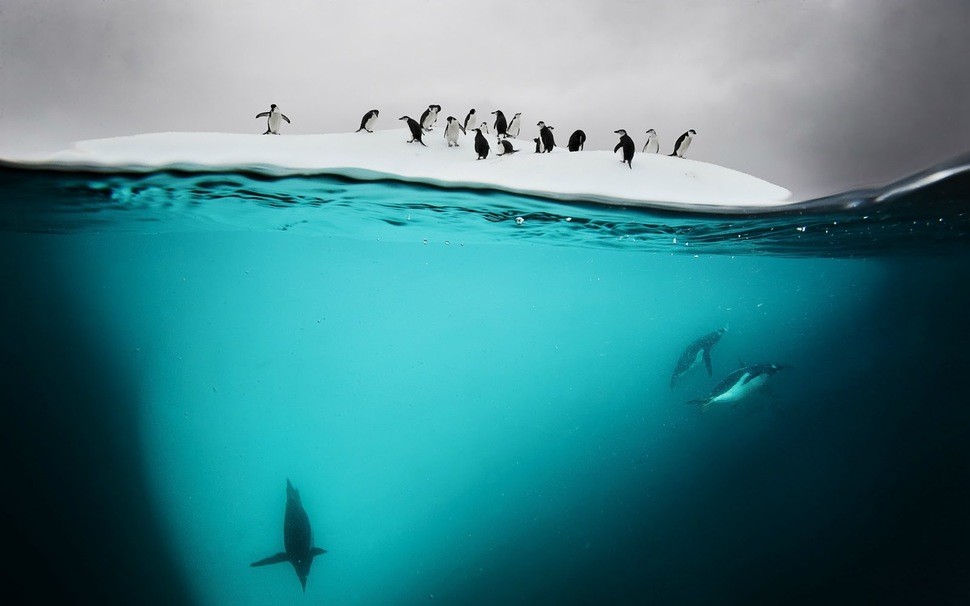 Фотография: Что скрывается под водой: 34 невероятные фотографии №7 - BigPicture.ru