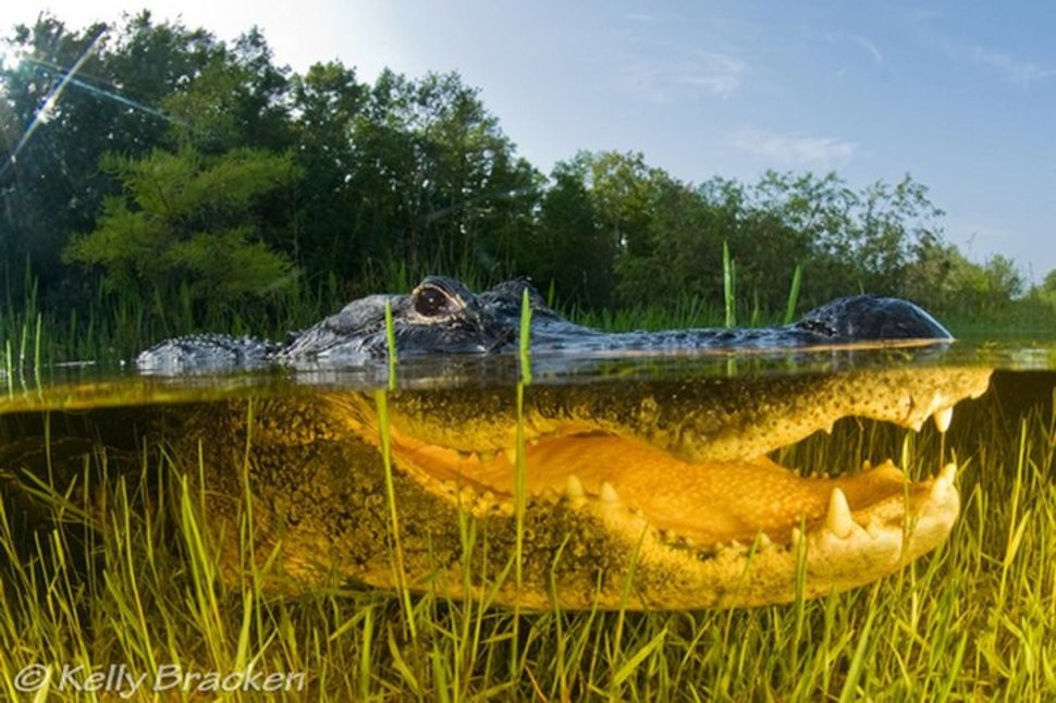 Фотография: Что скрывается под водой: 34 невероятные фотографии №23 - BigPicture.ru