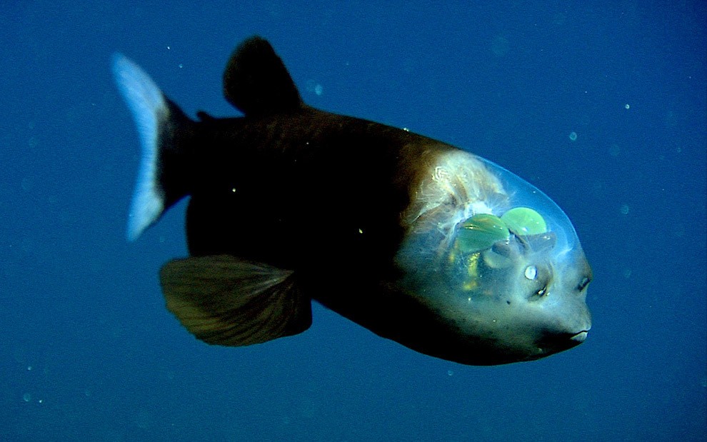 Фотография: 10 самых необычных океанских рыб №11 - BigPicture.ru