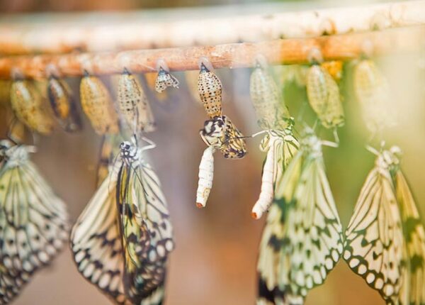 19 удивительных превращений гусениц в бабочек