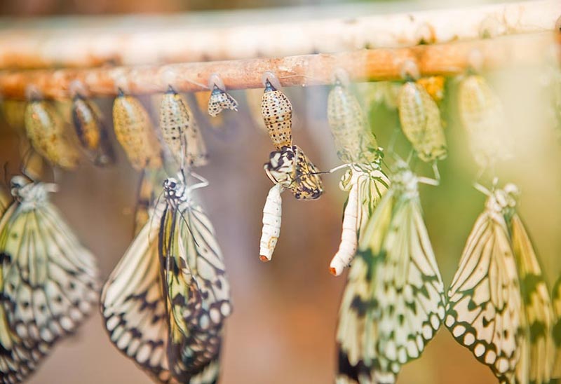 Фотография: 19 удивительных превращений гусениц в бабочек №1 - BigPicture.ru