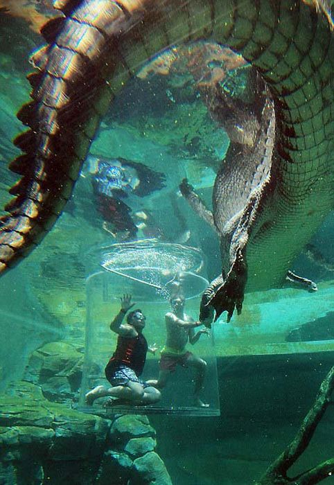 Фотография: Экстремальный аттракцион Crocosaurus Cove в Австралии №5 - BigPicture.ru