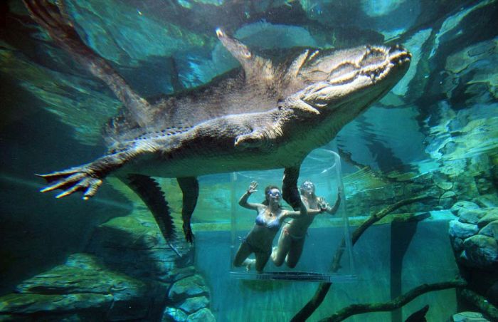 Фотография: Экстремальный аттракцион Crocosaurus Cove в Австралии №8 - BigPicture.ru