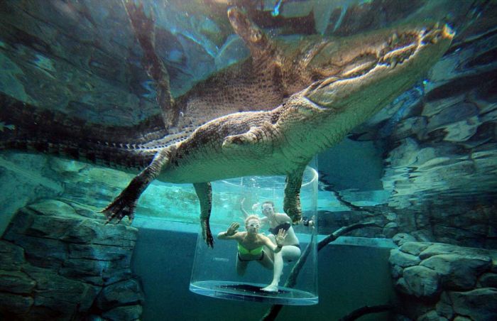 Фотография: Экстремальный аттракцион Crocosaurus Cove в Австралии №9 - BigPicture.ru