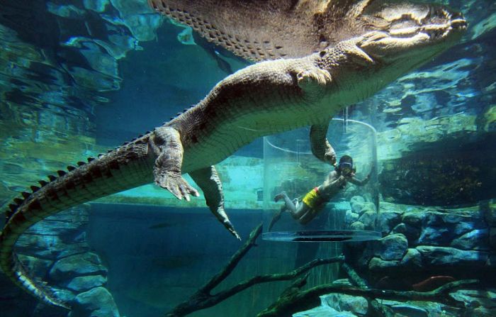 Фотография: Экстремальный аттракцион Crocosaurus Cove в Австралии №13 - BigPicture.ru