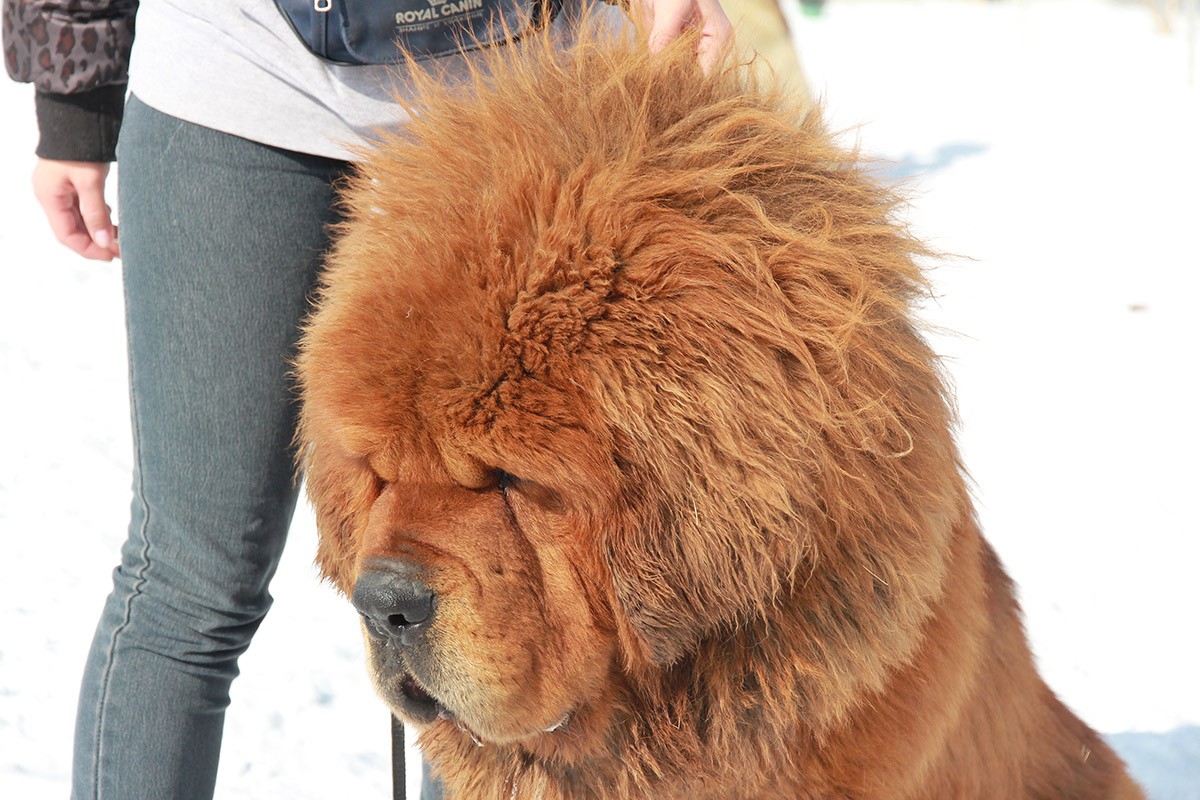 Тибетский мастиф собака фотографии с человеком фото