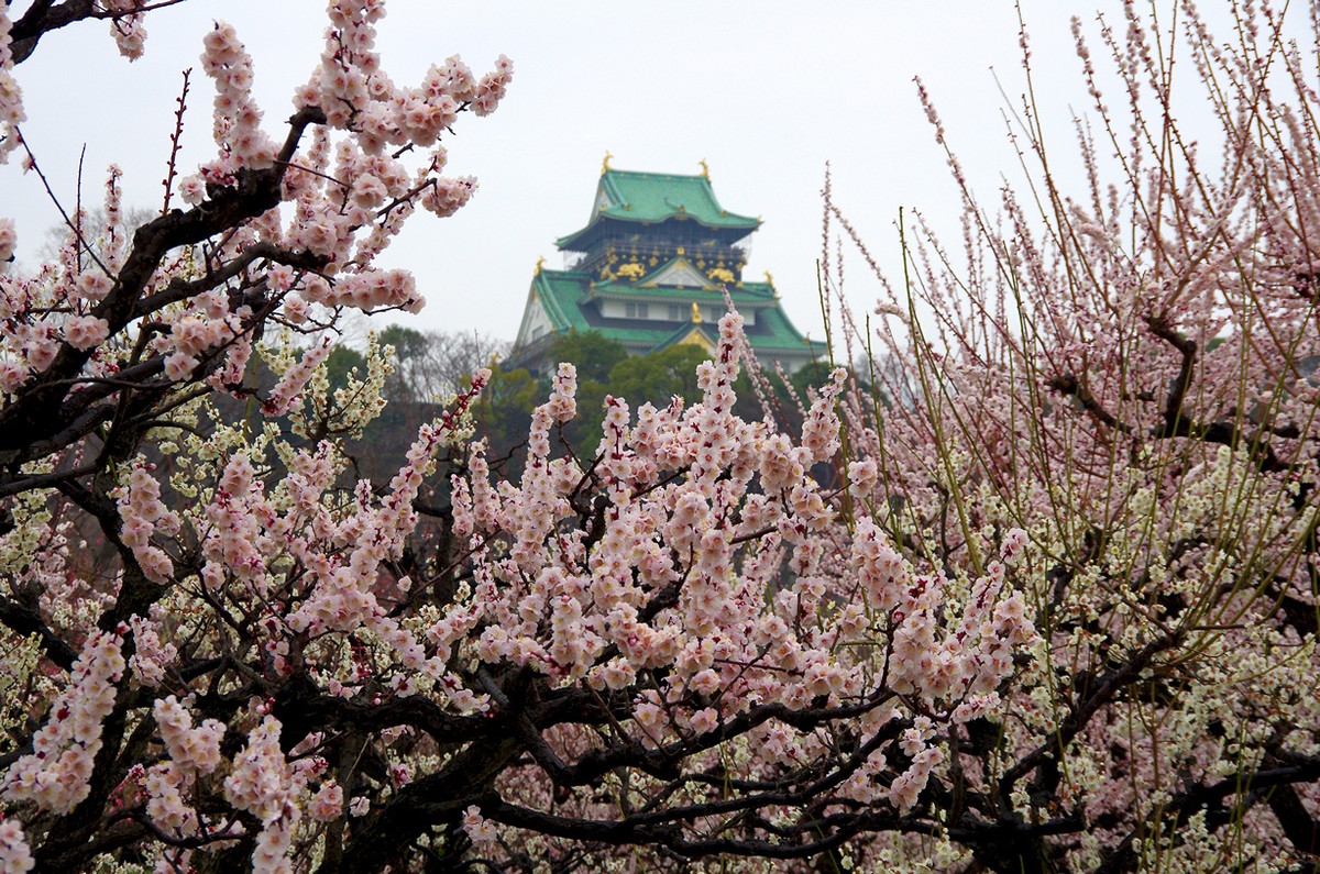 Фотография: Самые-самые замки и храмы Японии №3 - BigPicture.ru