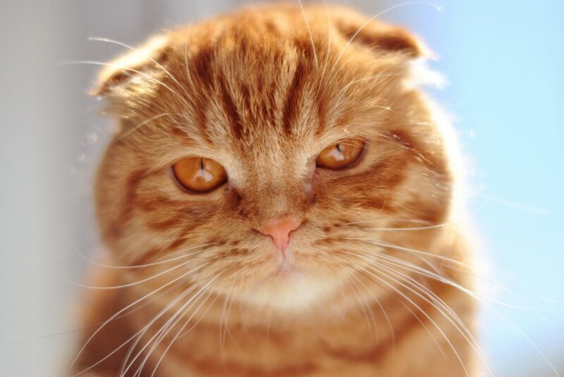 Фотография: Самые красивые породы кошек №1 - BigPicture.ru