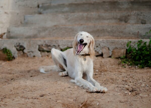 Рейтинг самых дорогих пород собак