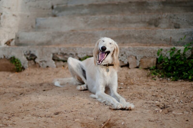 Фотография: Рейтинг самых дорогих пород собак №1 - BigPicture.ru