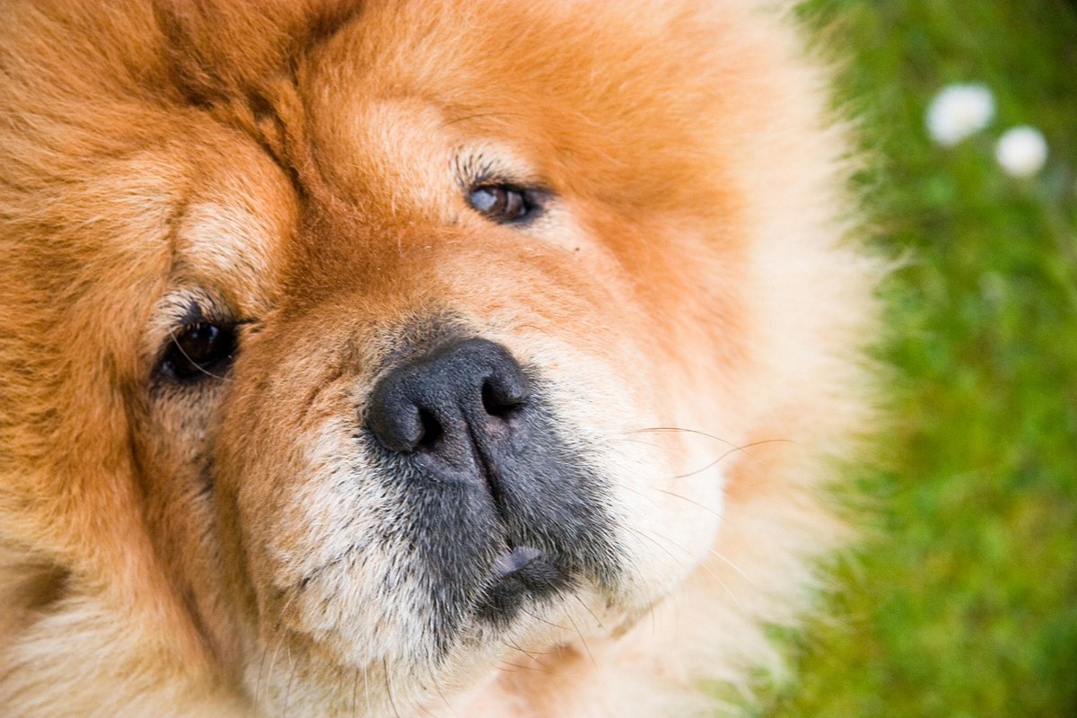 Фотография: Рейтинг самых дорогих пород собак №11 - BigPicture.ru