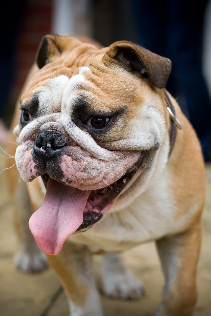 Фотография: Рейтинг самых дорогих пород собак №13 - BigPicture.ru