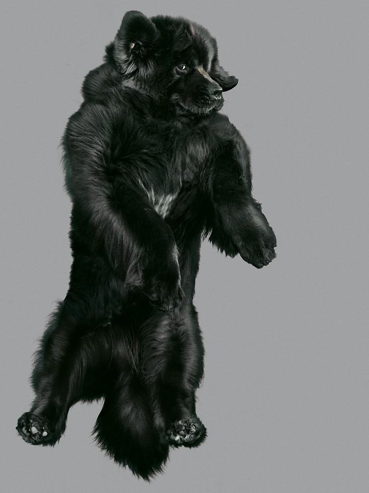 Фотография: Очаровательные летающие собаки №2 - BigPicture.ru