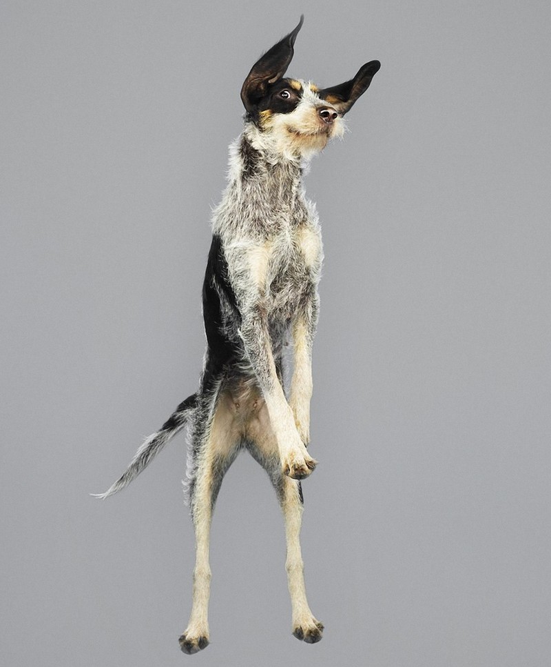 Фотография: Очаровательные летающие собаки №3 - BigPicture.ru