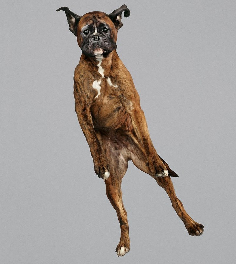 Фотография: Очаровательные летающие собаки №4 - BigPicture.ru
