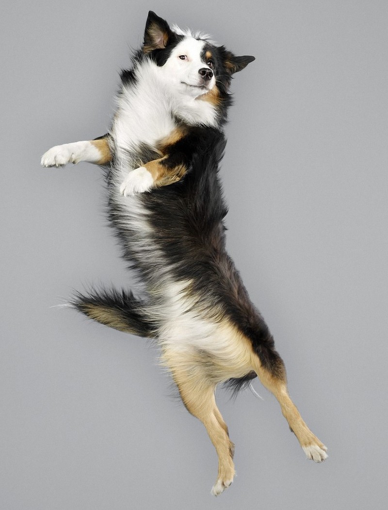 Фотография: Очаровательные летающие собаки №6 - BigPicture.ru