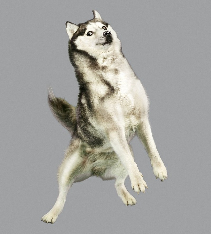 Фотография: Очаровательные летающие собаки №8 - BigPicture.ru