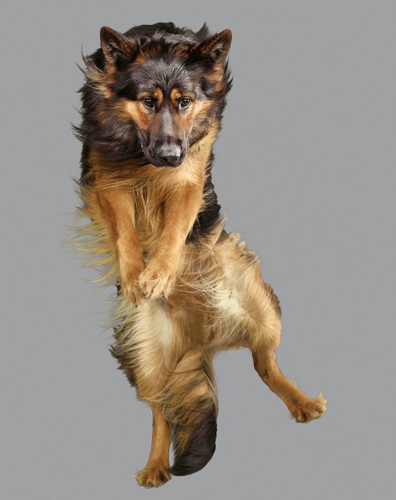 Фотография: Очаровательные летающие собаки №10 - BigPicture.ru