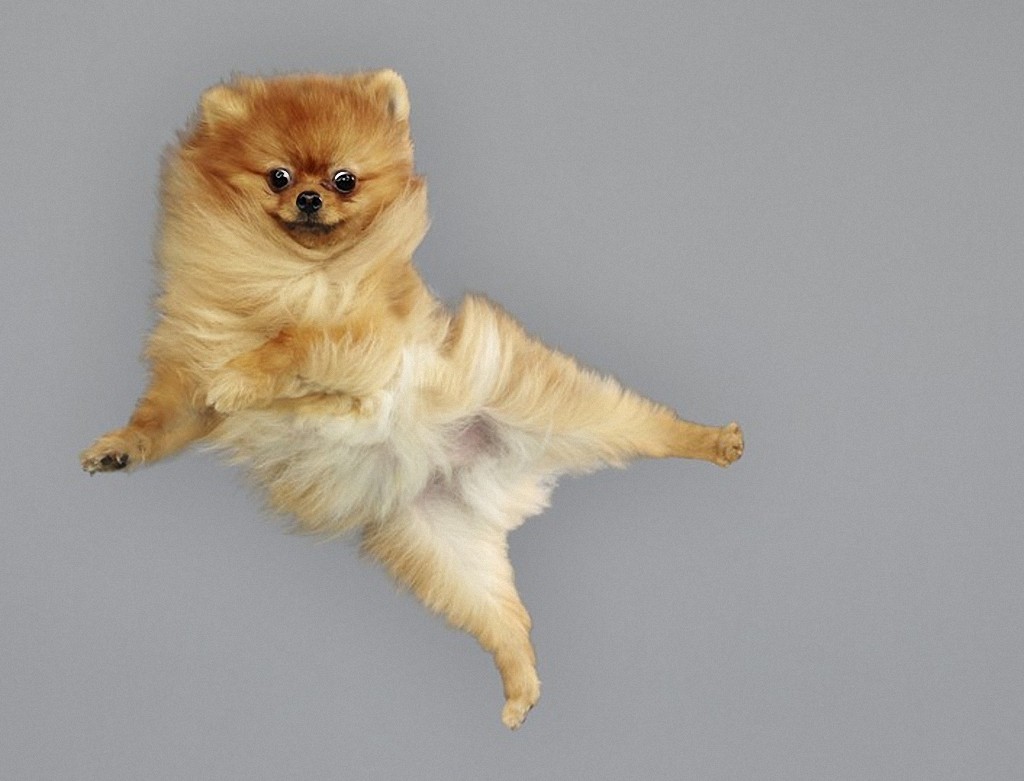 Фотография: Очаровательные летающие собаки №11 - BigPicture.ru