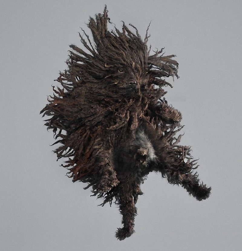 Фотография: Очаровательные летающие собаки №14 - BigPicture.ru