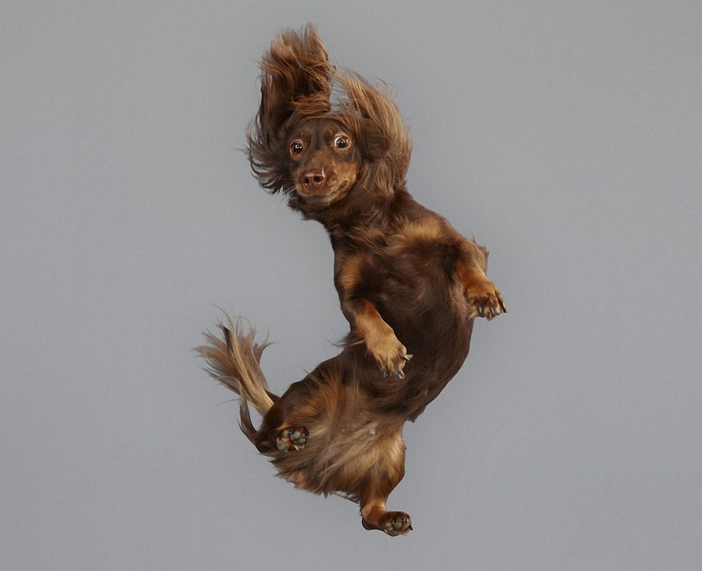 Фотография: Очаровательные летающие собаки №15 - BigPicture.ru