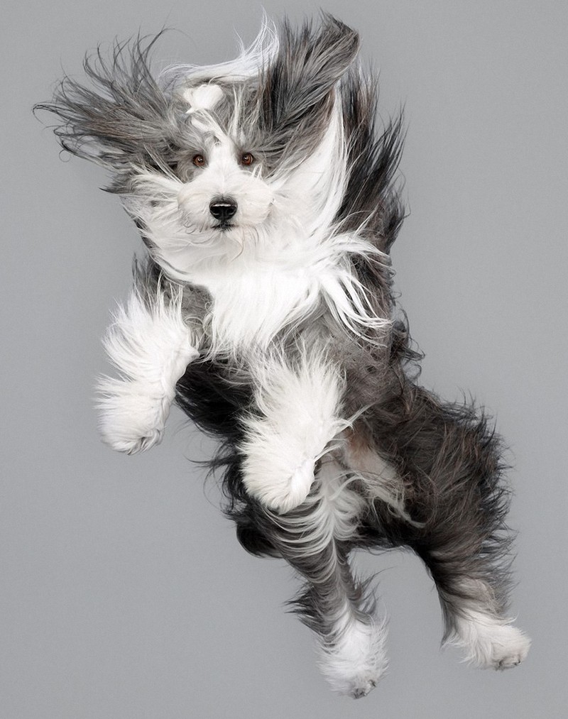Фотография: Очаровательные летающие собаки №16 - BigPicture.ru