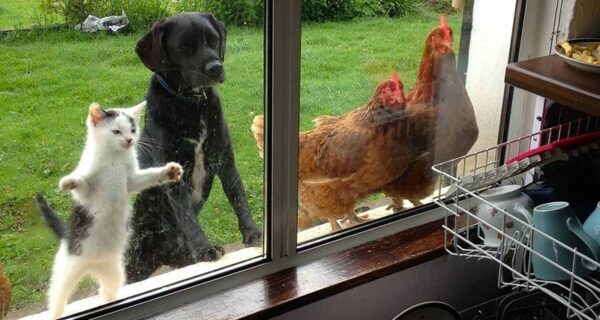 Нечеловеческое любопытство — что видят в окнах животные