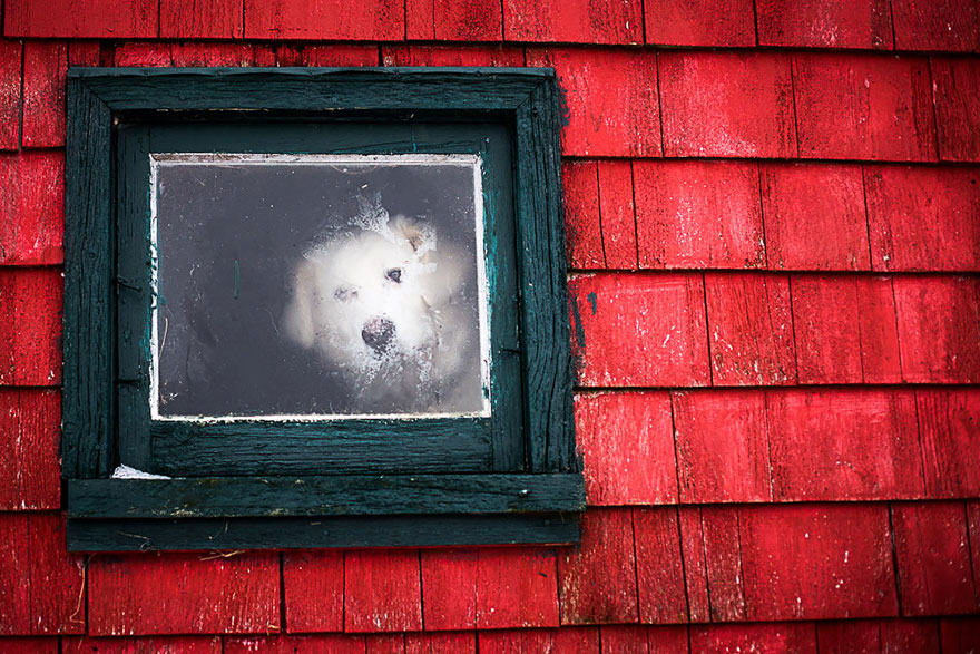 Фотография: Нечеловеческое любопытство: что видят в окнах животные №2 - BigPicture.ru
