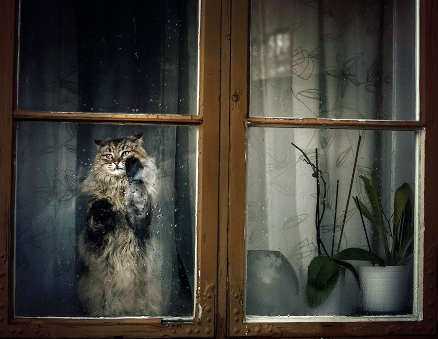 Фотография: Нечеловеческое любопытство: что видят в окнах животные №7 - BigPicture.ru