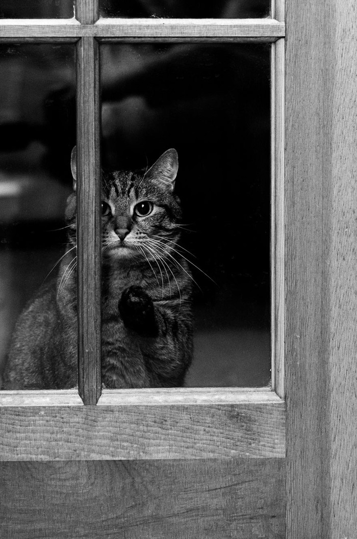 Фотография: Нечеловеческое любопытство: что видят в окнах животные №11 - BigPicture.ru