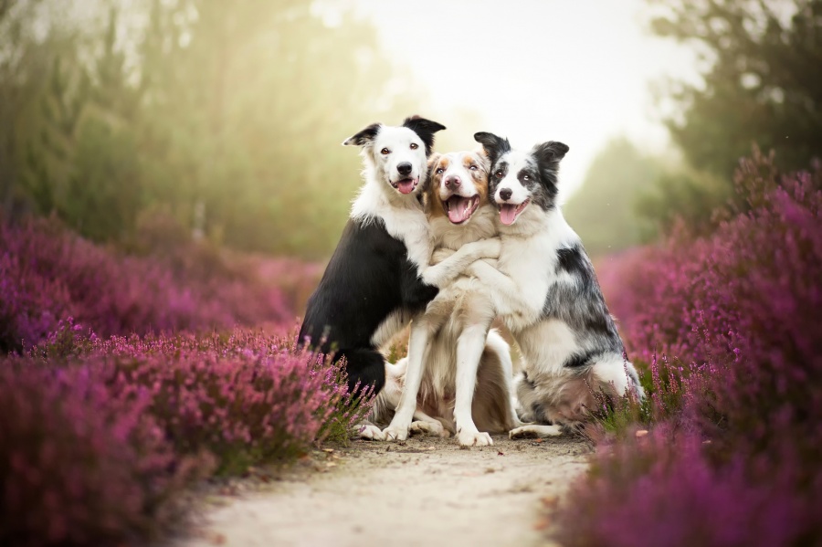 Фотография: Таких крутых портретов собак еще никто не делал №2 - BigPicture.ru