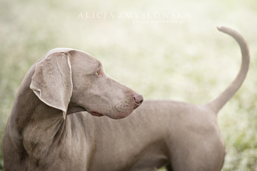 Фотография: Таких крутых портретов собак еще никто не делал №17 - BigPicture.ru