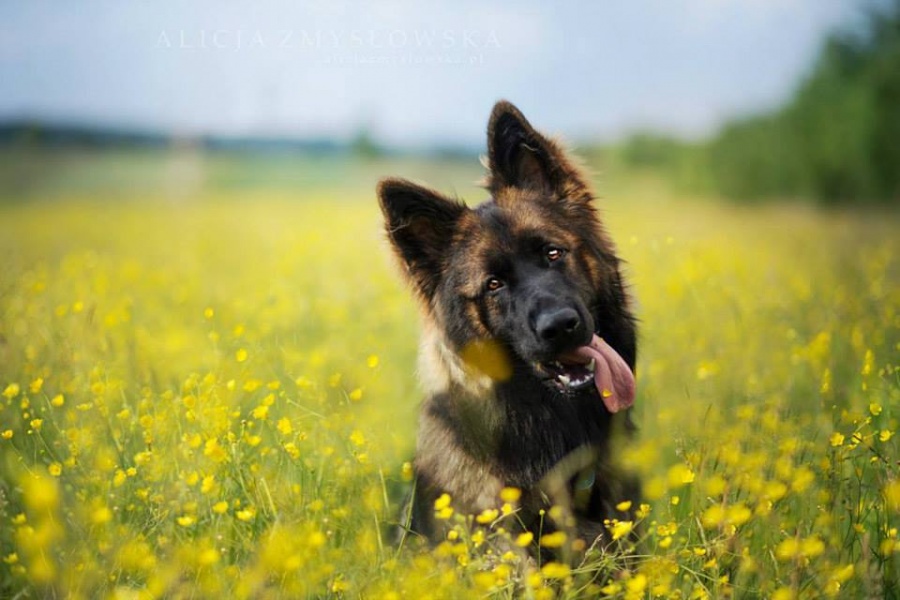 Фотография: Таких крутых портретов собак еще никто не делал №19 - BigPicture.ru