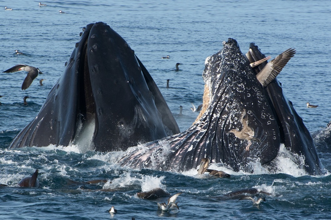 Фотография: Горбатый кит и другие лучшие фотографии животных со всего мира за неделю №8 - BigPicture.ru
