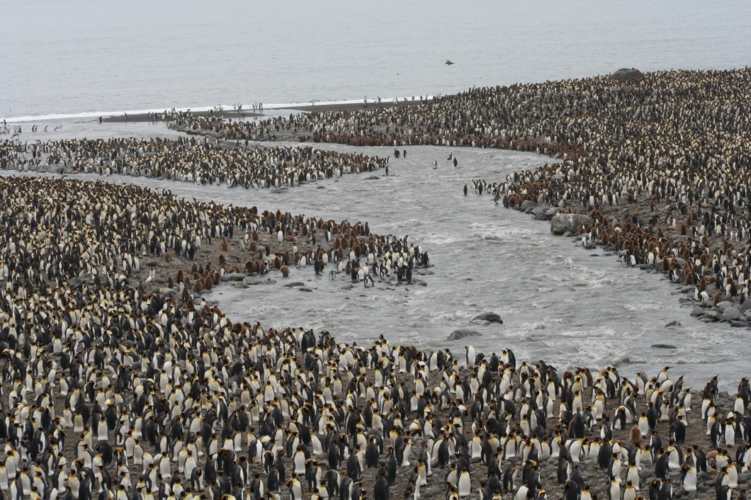 Фотография: Колония пингвинов и другие лучшие фотографии животных со всего мира за неделю №5 - BigPicture.ru