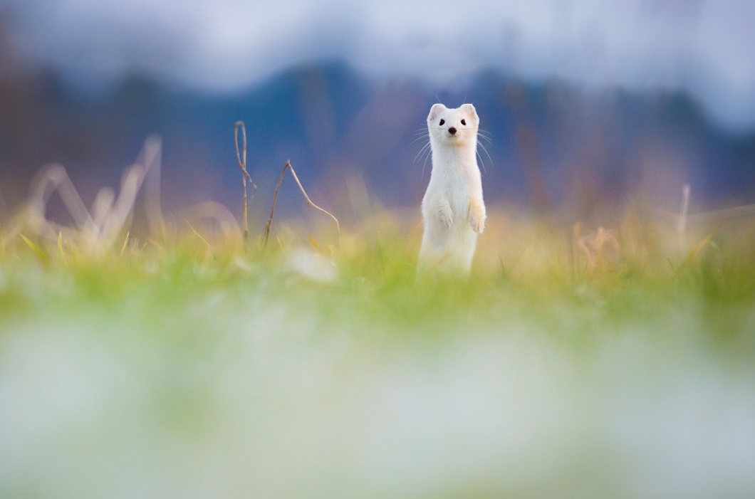 Фотография: Белая лань и другие лучшие фотографии животных со всего мира за неделю №2 - BigPicture.ru
