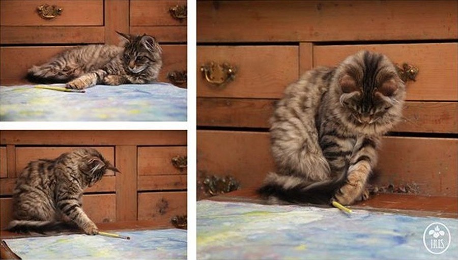 Фотография: Как кошка Тула помогает девочке с аутизмом №5 - BigPicture.ru