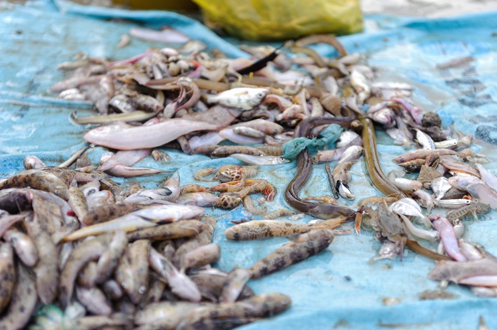 Фотография: Рыбный рынок в Муйне №29 - BigPicture.ru