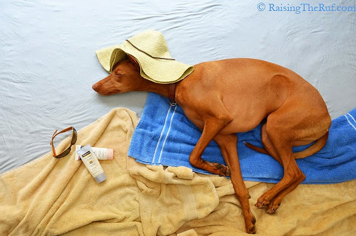 Фотография: Руфус — собака, которая гуляет во сне №11 - BigPicture.ru