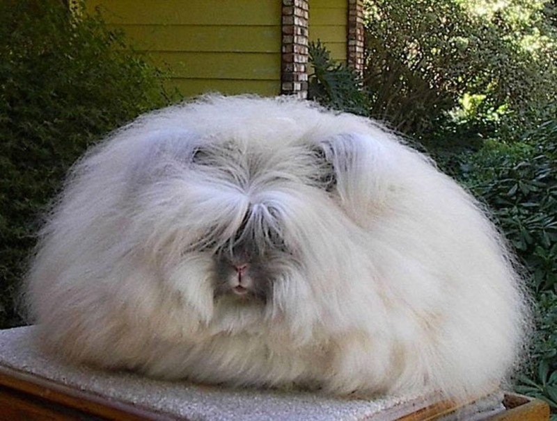 Фотография: Ангорский кролик — самый пушистый в мире №3 - BigPicture.ru