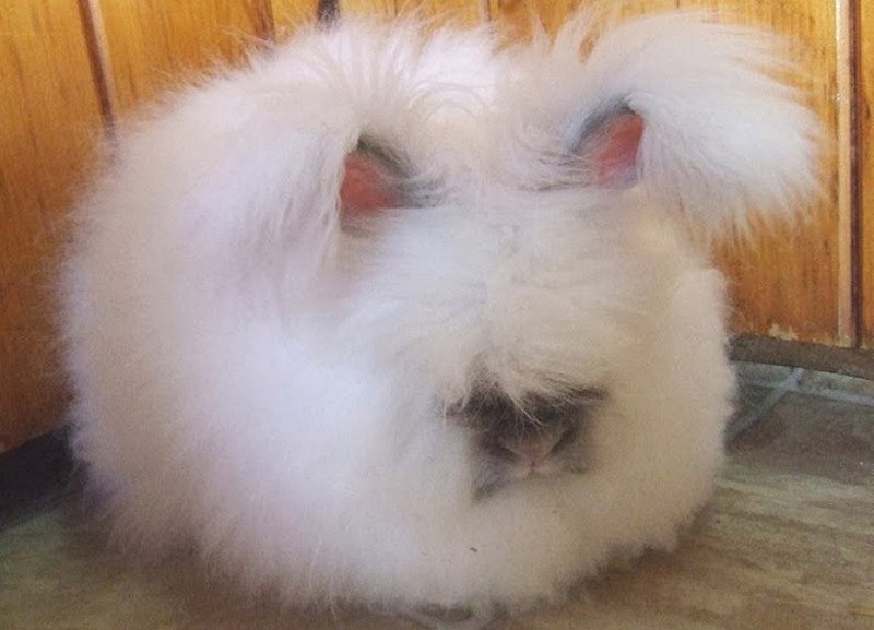 Фотография: Ангорский кролик — самый пушистый в мире №7 - BigPicture.ru
