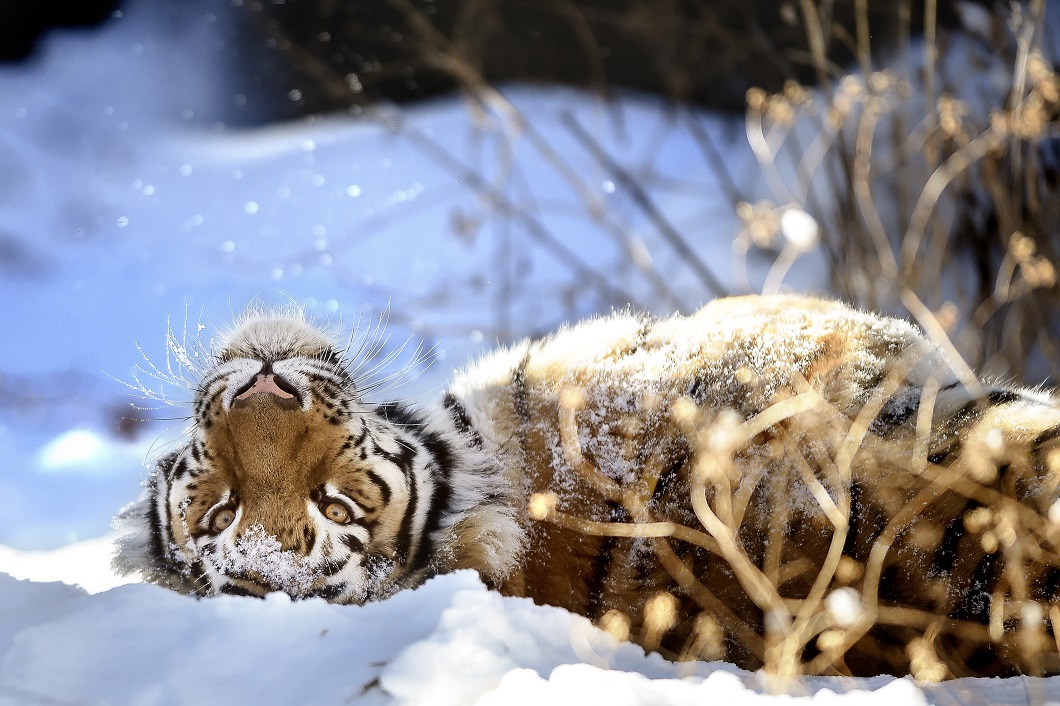 Фотография: Суматранский тигр и другие лучшие фото животных со всего мира за неделю №8 - BigPicture.ru